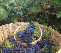 Сибирский виноград